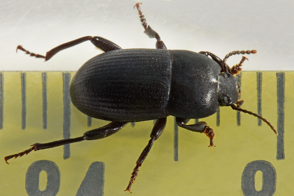 Tenebrionidae: Tutti Pedinus meridianus?  S, maschi e femmine